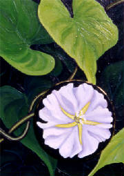 Moonflower-with-blossom.jpg