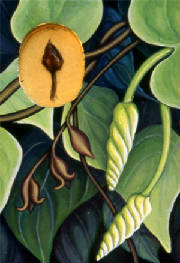 Moonflower-with-seedpod.jpg