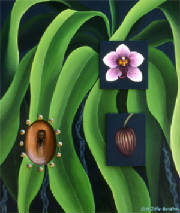Phaelanopsis-with-Cicada.jpg
