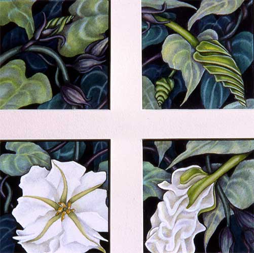 Moonflower-1.jpg