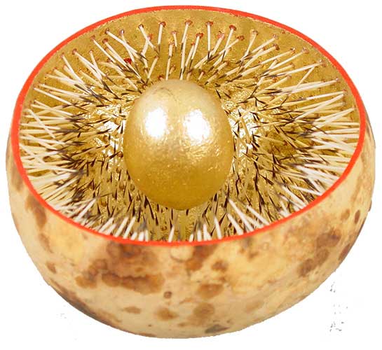 nest.jpg