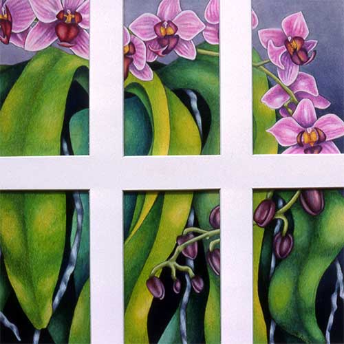 phalaenopsis-in-6-parts.jpg